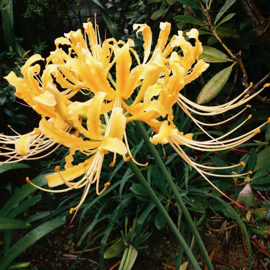 黄色の彼岸花（鍾馗水仙） - 茨城県の永代供養、粉骨、追加字彫りはこ